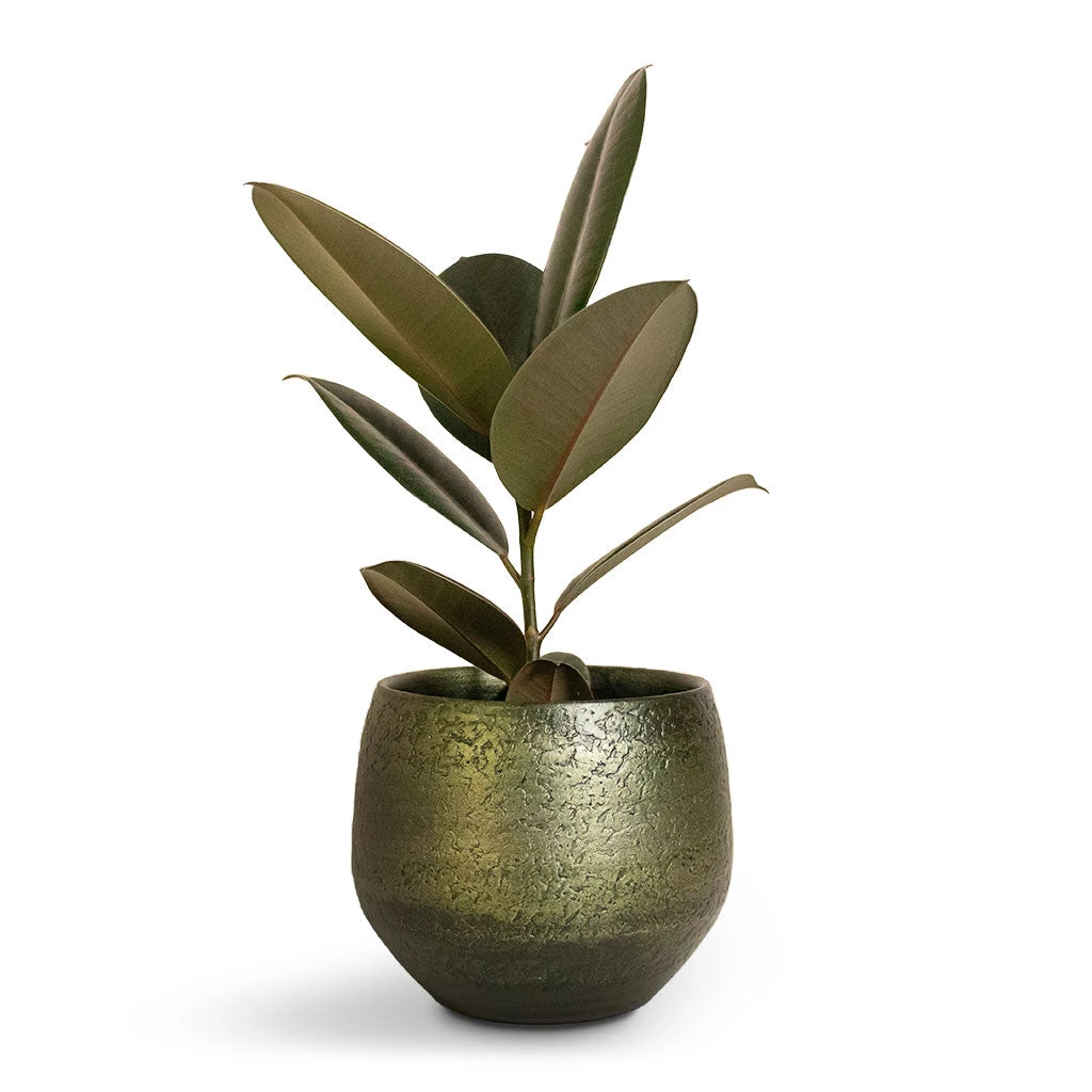 Ficus Elastica Abidjan - Burgundy Rubber Plant - Image 8