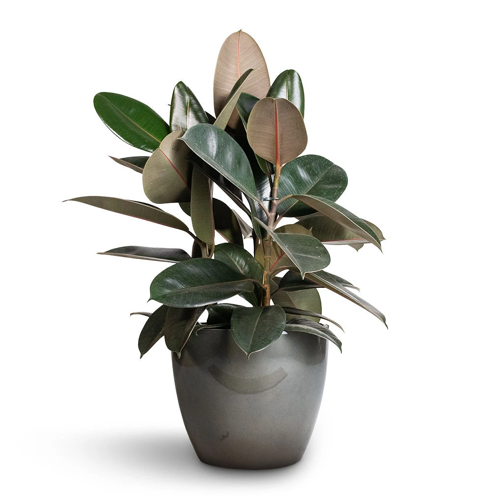 Ficus Elastica Abidjan - Burgundy Rubber Plant - Image 13