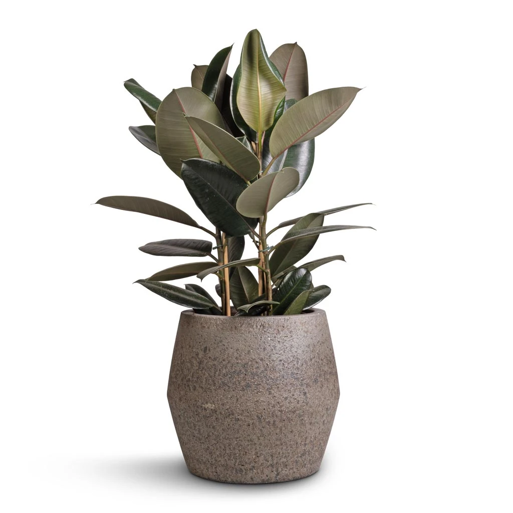Ficus Elastica Abidjan - Burgundy Rubber Plant - Image 17
