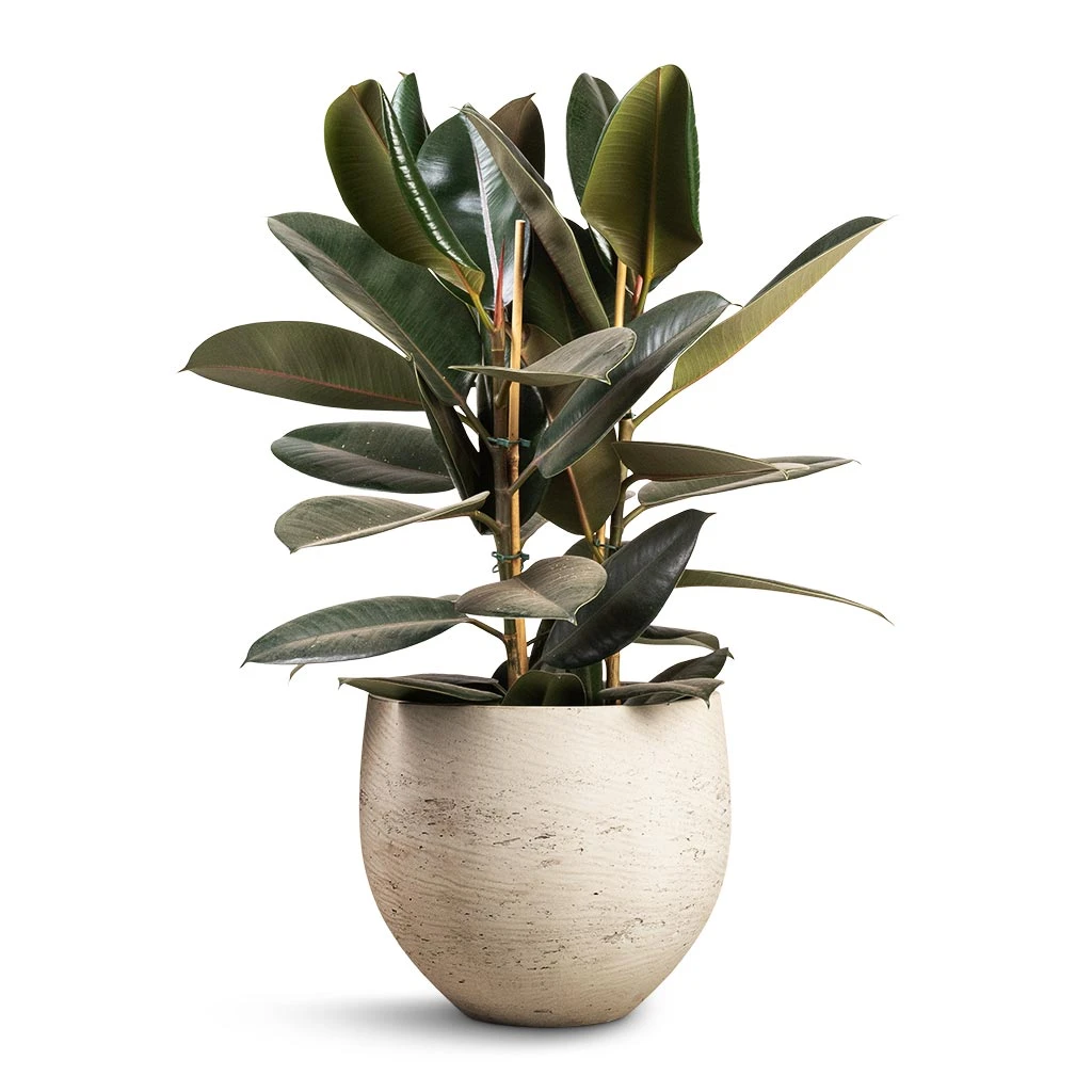 Ficus Elastica Abidjan - Burgundy Rubber Plant - Image 15