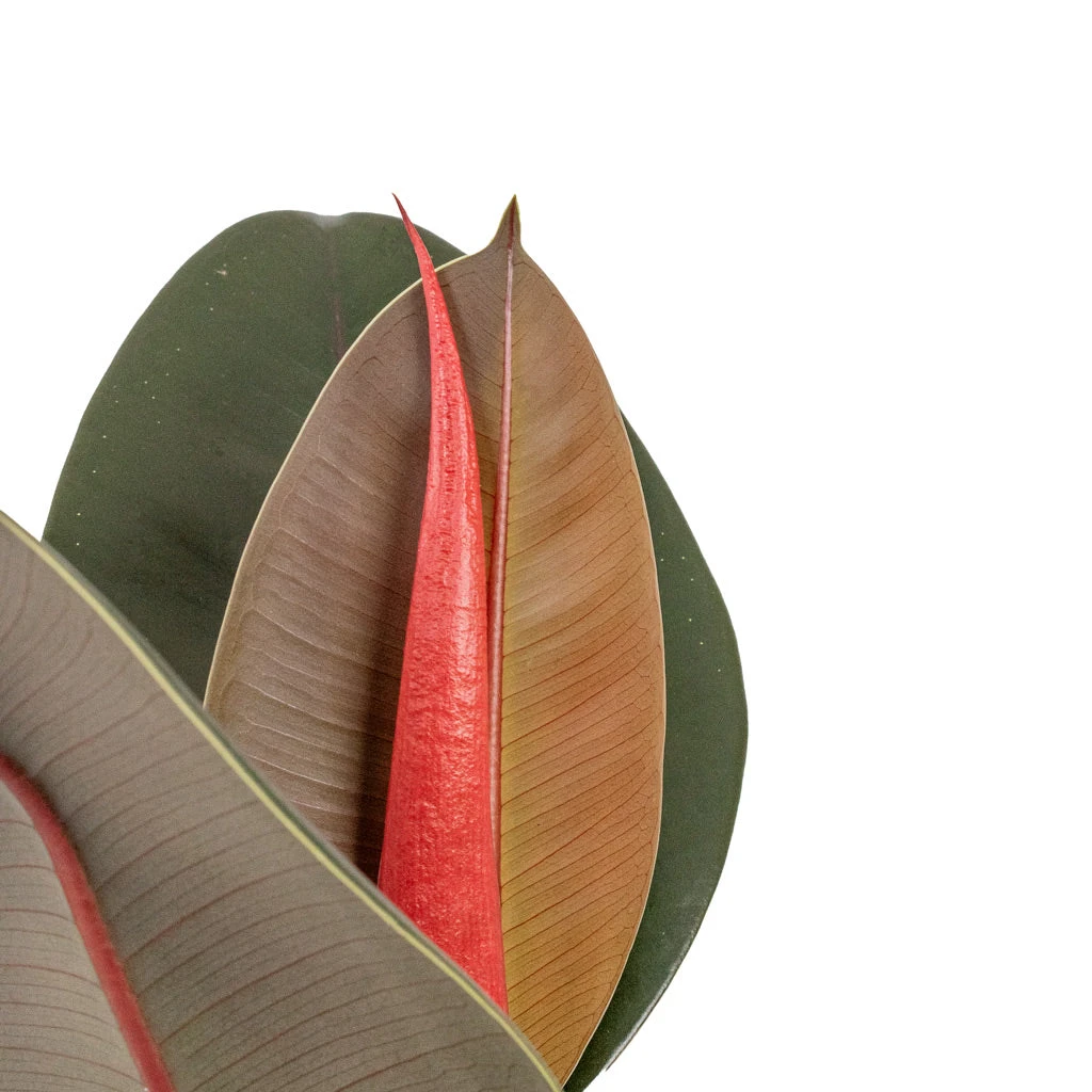 Ficus Elastica Abidjan - Burgundy Rubber Plant - Image 4