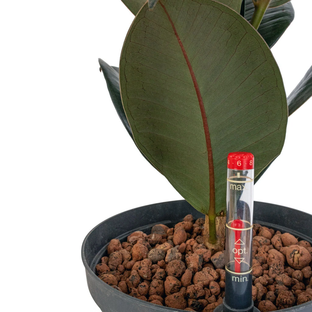 Ficus Elastica Abidjan - HydroCare - Image 2
