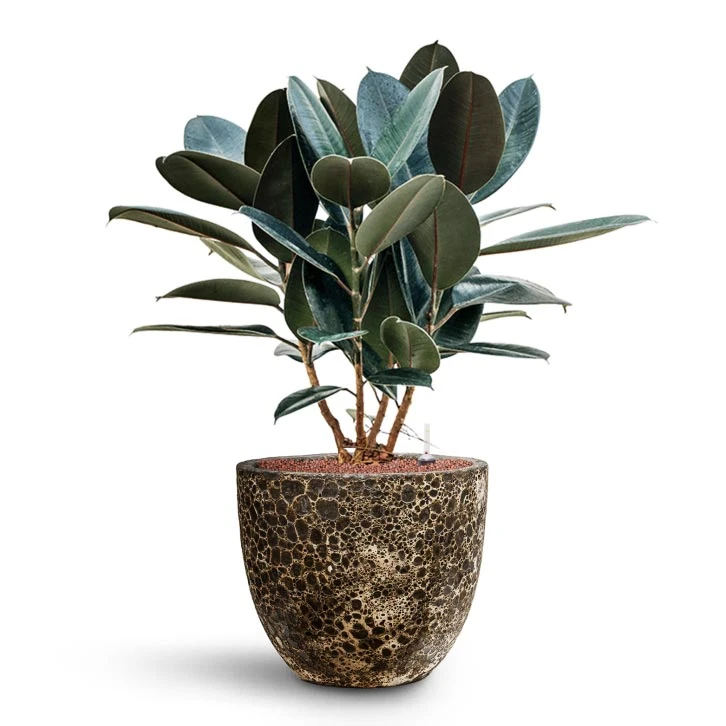 Ficus Elastica Abidjan - HydroCare - Image 11