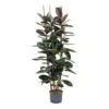 Ficus Elastica Abidjan - HydroCare