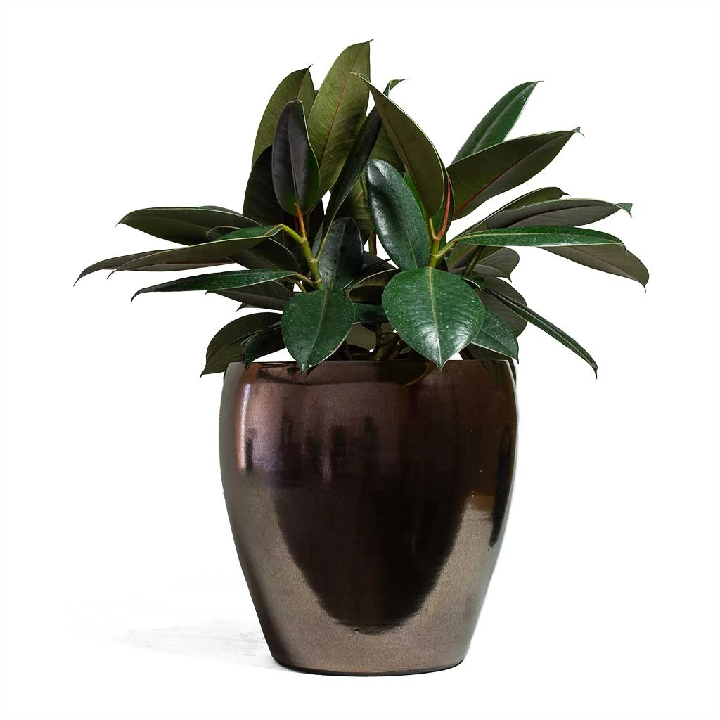 Ficus Elastica Abidjan - Burgundy Rubber Plant - Image 10