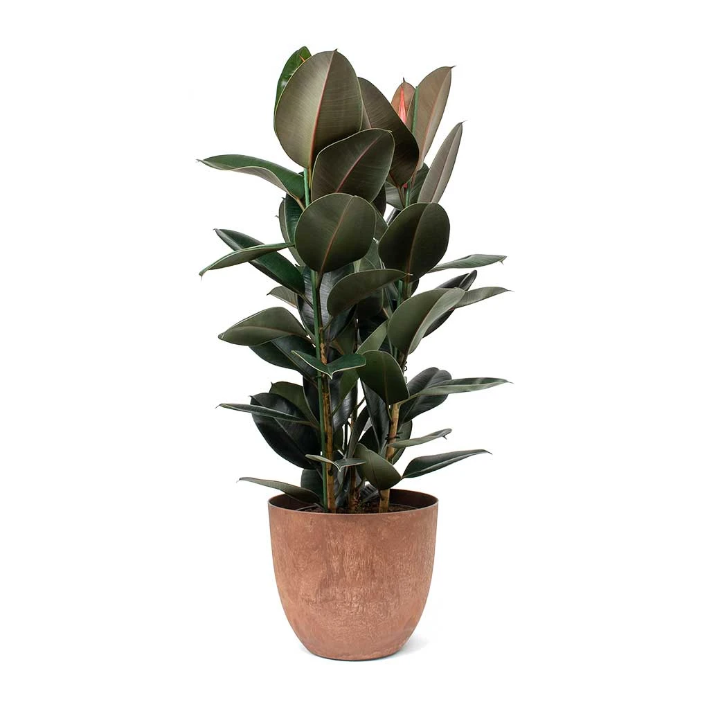 Ficus Elastica Abidjan - Burgundy Rubber Plant - Image 11