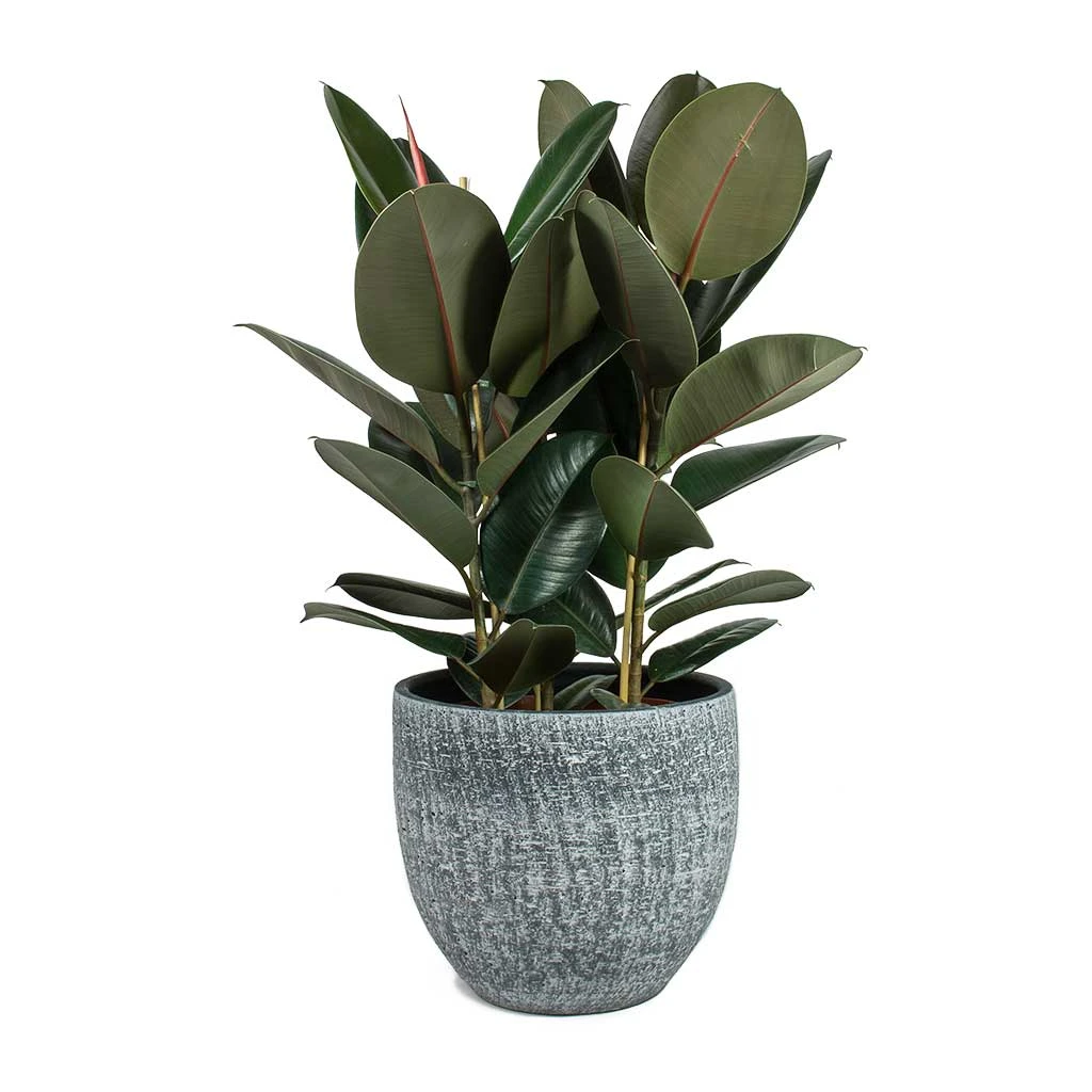 Ficus Elastica Abidjan - Burgundy Rubber Plant - Image 20