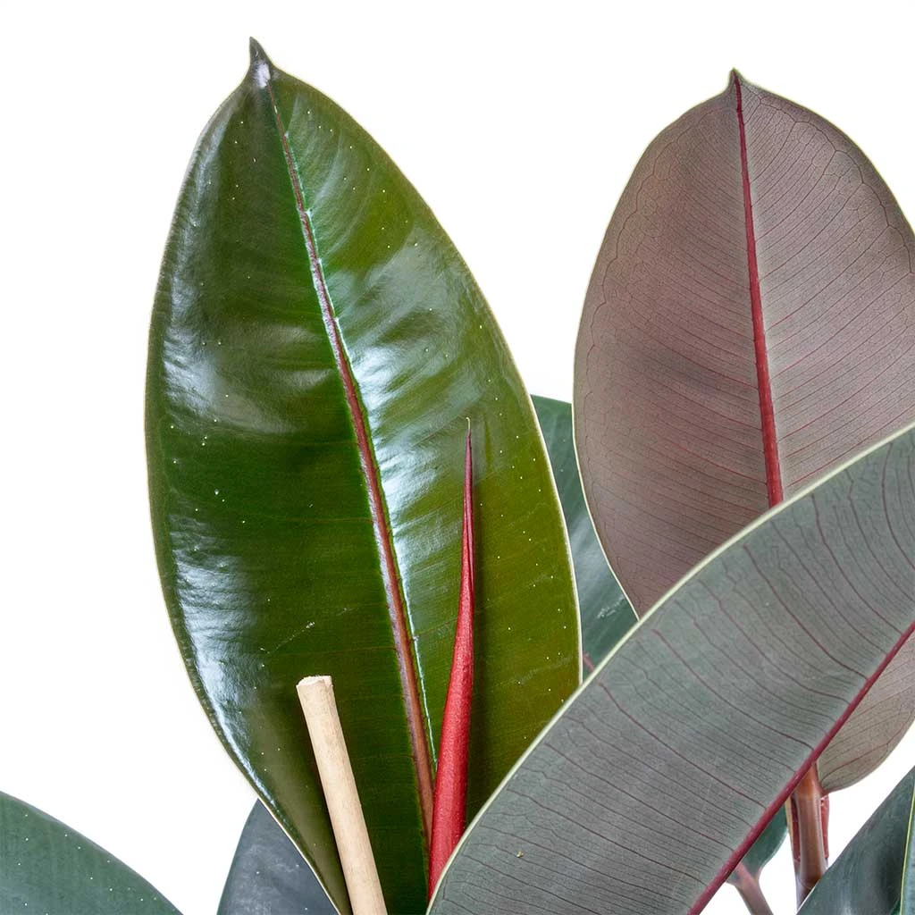 Ficus Elastica Abidjan - Burgundy Rubber Plant - Image 2