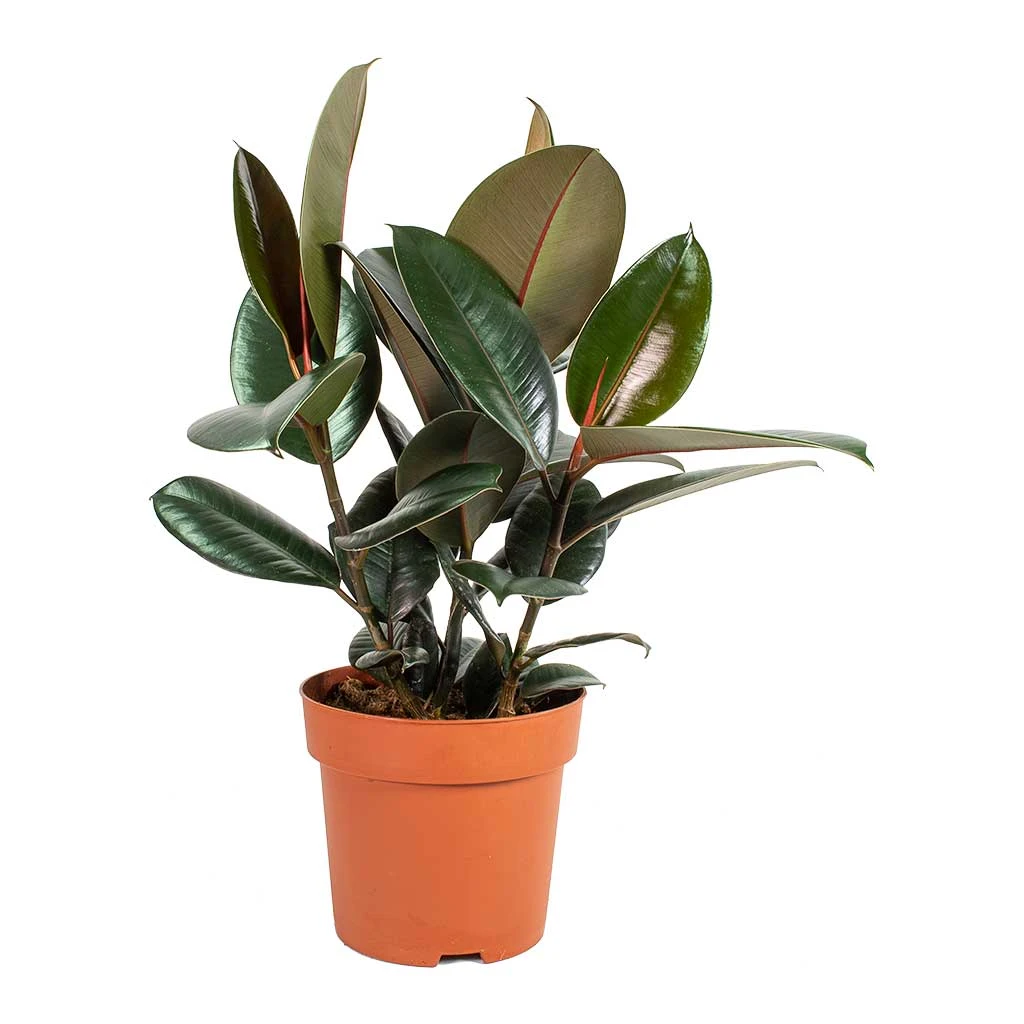 Ficus Elastica Abidjan - Burgundy Rubber Plant - Image 16