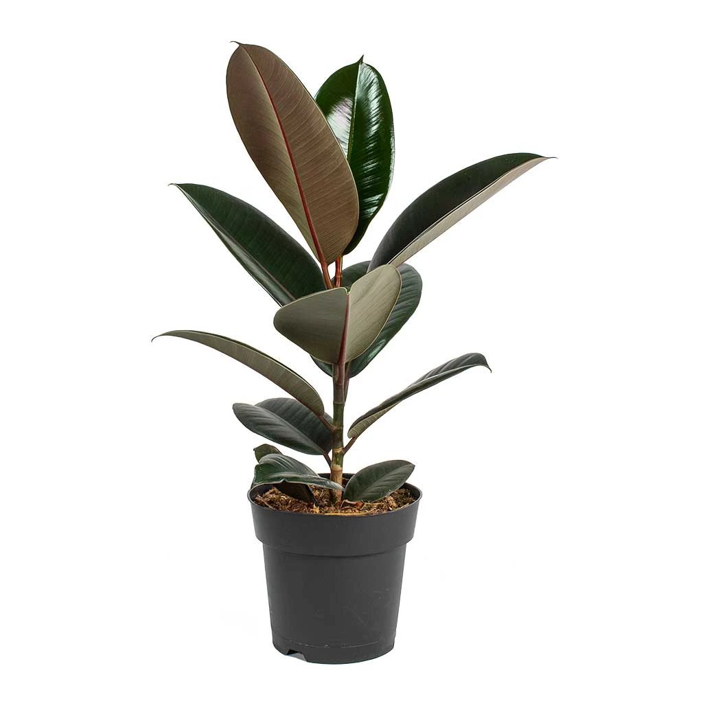 Ficus Elastica Abidjan - Burgundy Rubber Plant - Image 5