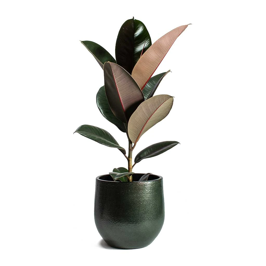 Ficus Elastica Abidjan - Burgundy Rubber Plant - Image 6