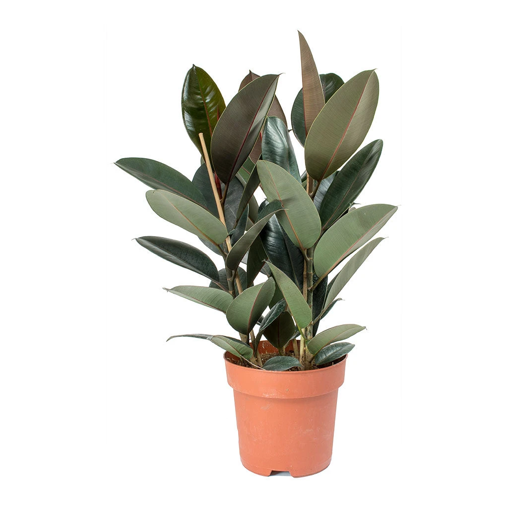 Ficus Elastica Abidjan - Burgundy Rubber Plant - Image 14