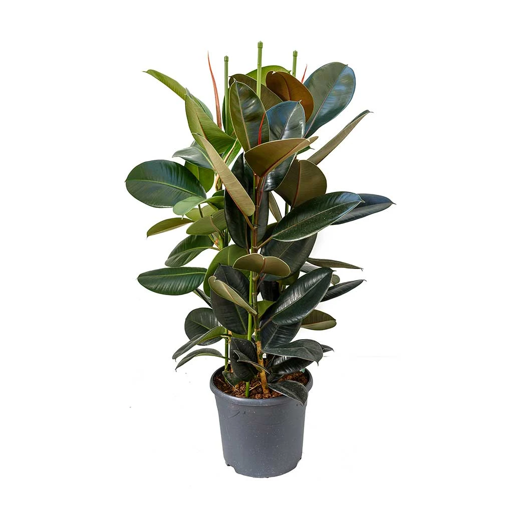 Ficus Elastica Abidjan - Burgundy Rubber Plant - Image 12