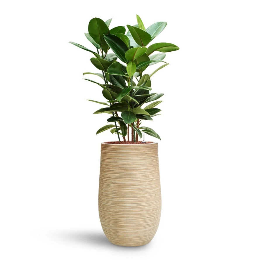 Ficus Elastica Robusta - Rubber Plant - HydroCare - Image 7