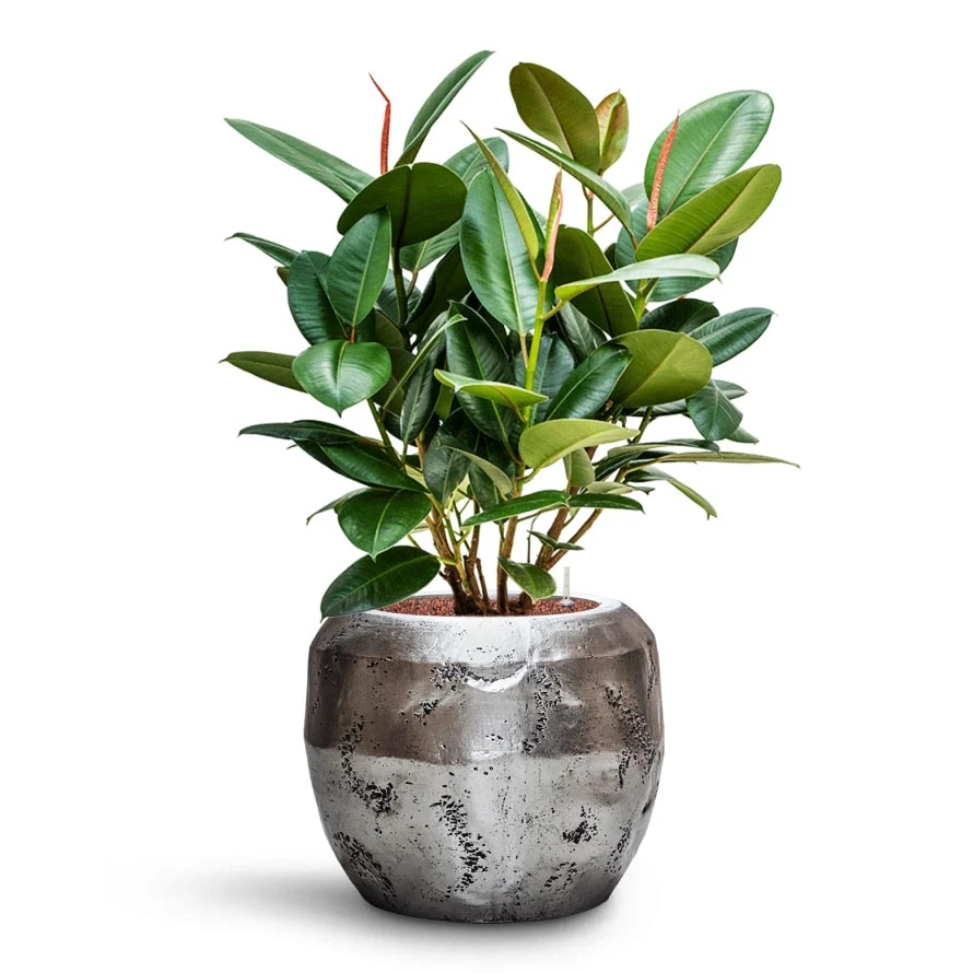 Ficus Elastica Robusta - Rubber Plant - HydroCare - Image 12