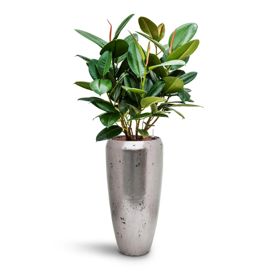 Ficus Elastica Robusta - Rubber Plant - HydroCare - Image 9