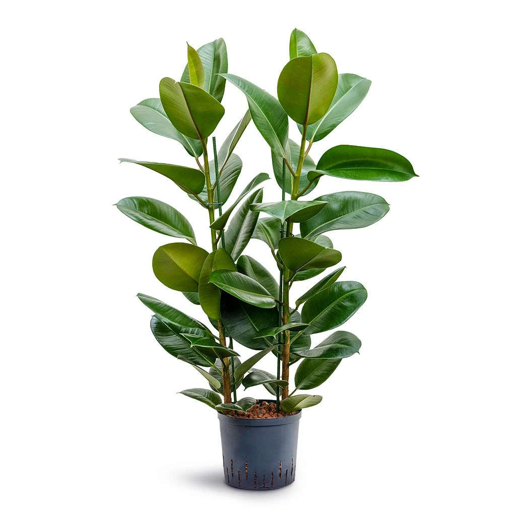 Ficus Elastica Robusta - Rubber Plant - HydroCare - Image 6