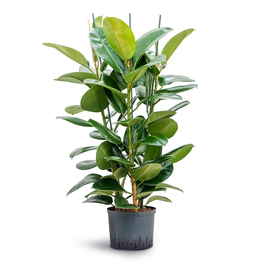 Ficus Elastica Robusta - Rubber Plant - HydroCare - Image 16