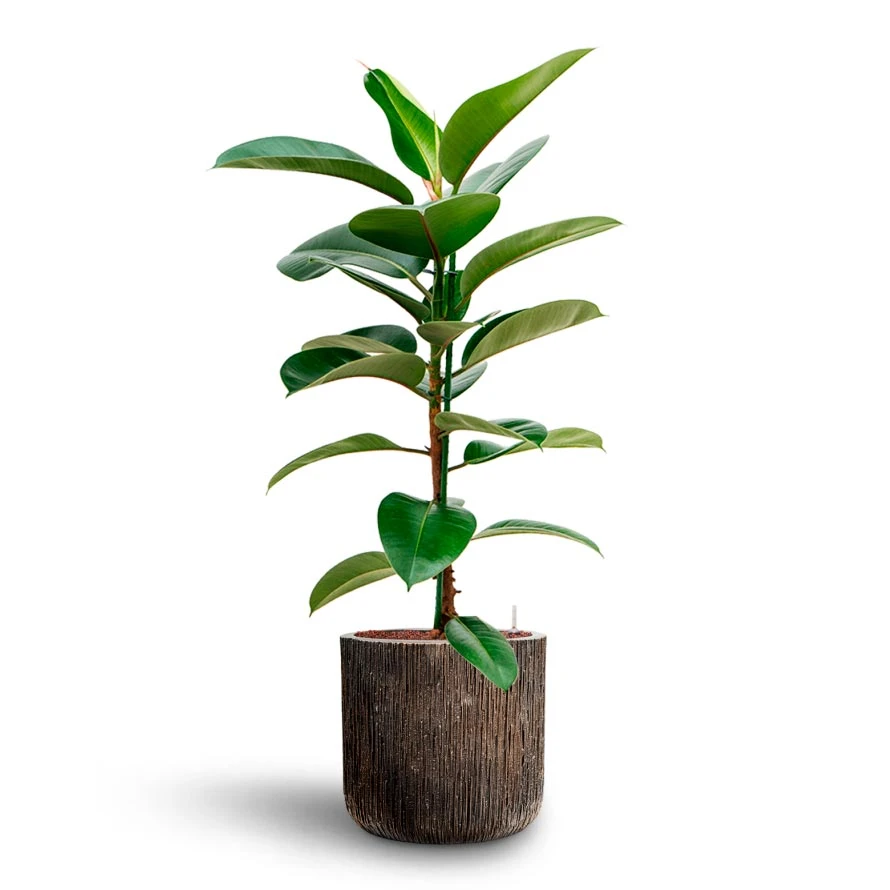 Ficus Elastica Robusta - Rubber Plant - HydroCare - Image 4