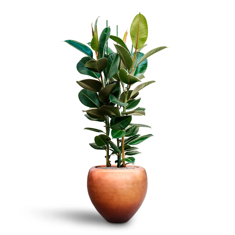 Ficus Elastica Robusta - Rubber Plant - HydroCare - Image 13