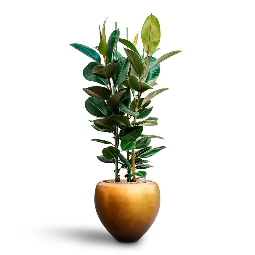 Ficus Elastica Robusta - Rubber Plant - HydroCare - Image 8