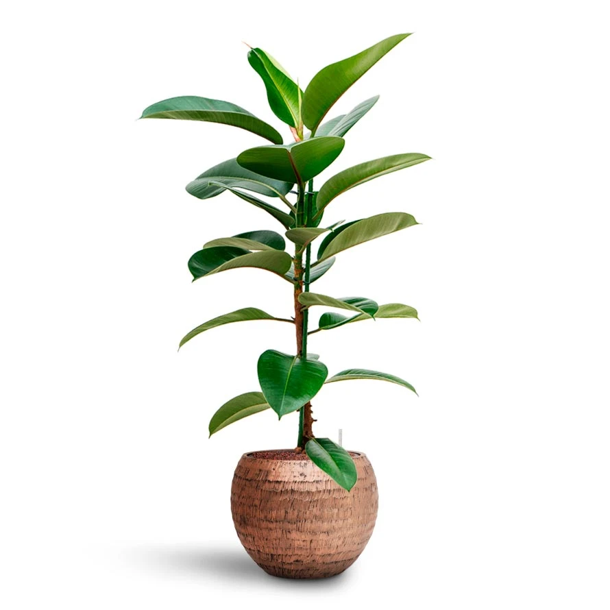Ficus Elastica Robusta - Rubber Plant - HydroCare - Image 5