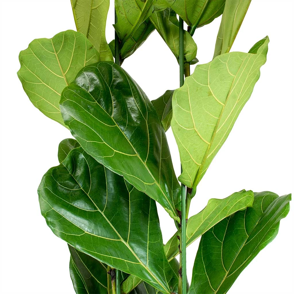 Ficus Lyrata - HydroCare - Image 3