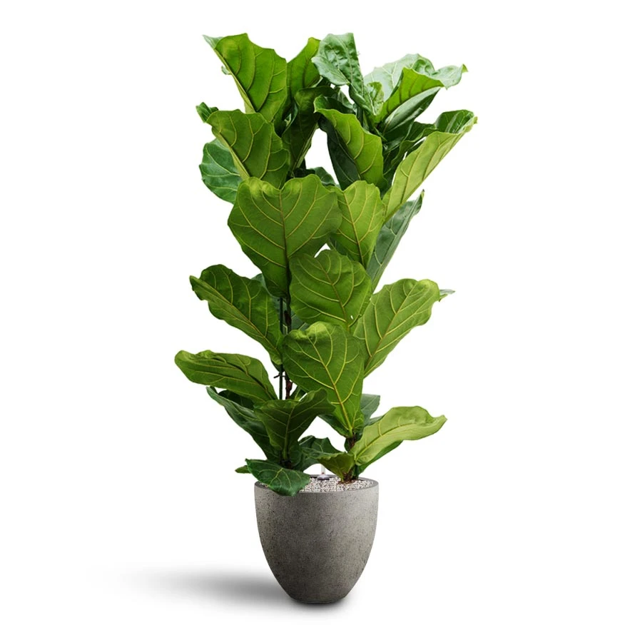 Ficus Lyrata - HydroCare - Image 8