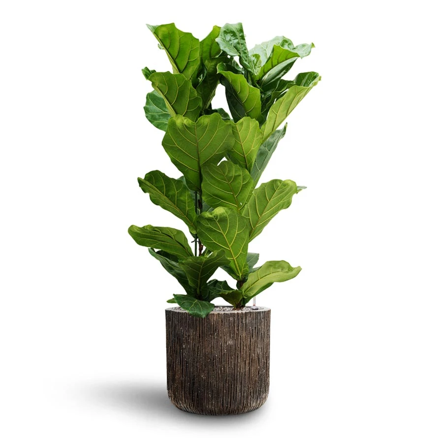 Ficus Lyrata - HydroCare - Image 5