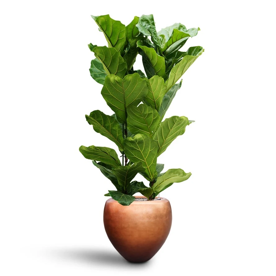 Ficus Lyrata - HydroCare - Image 6