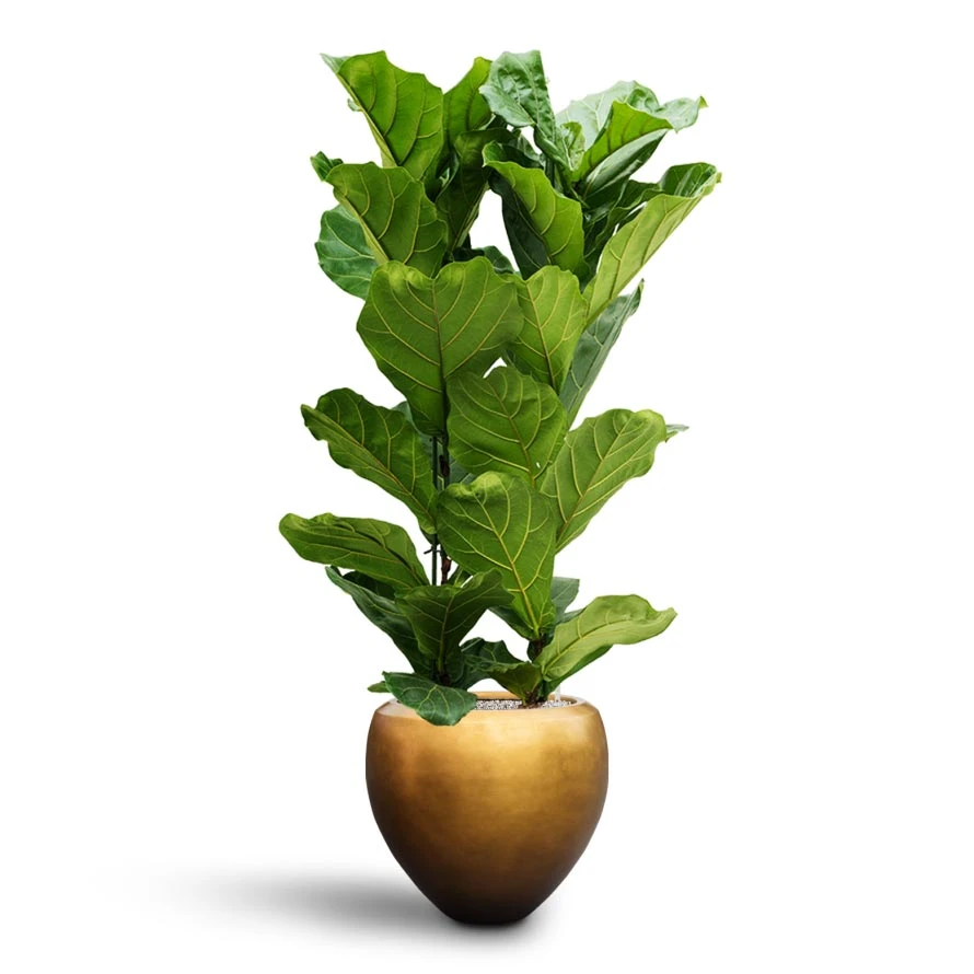 Ficus Lyrata - HydroCare - Image 4