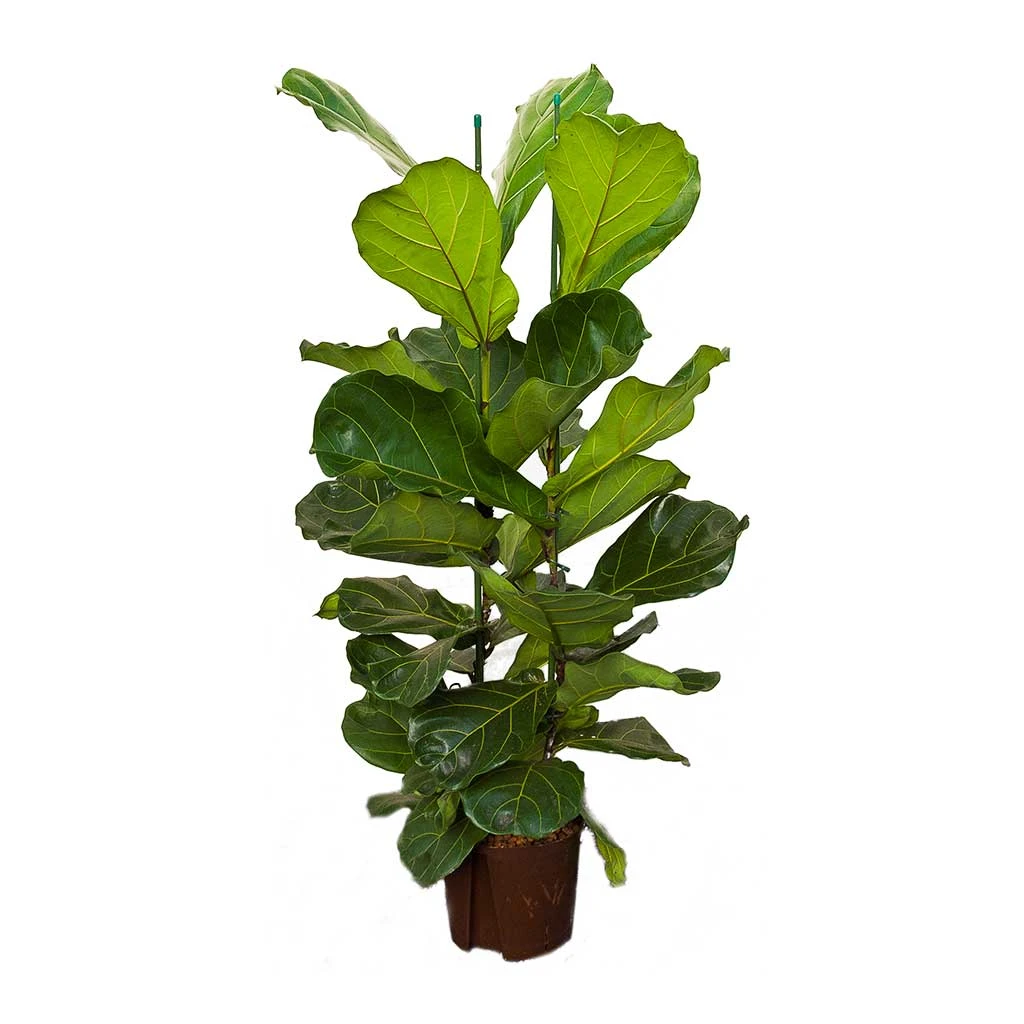 Ficus Lyrata - HydroCare - Image 7