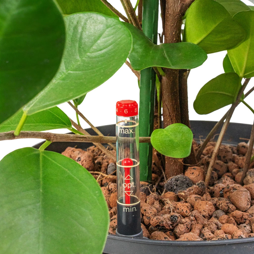 Ficus Moclame - HydroCare - Image 2