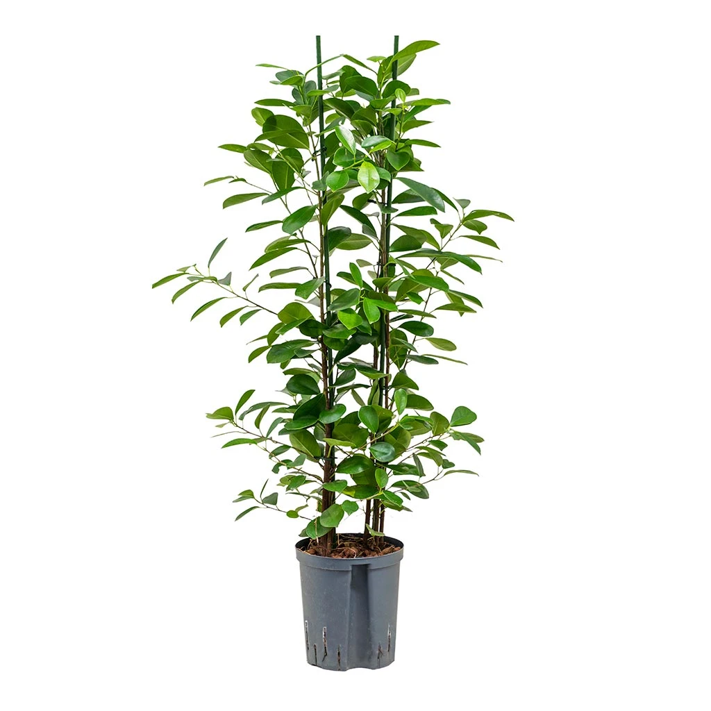 Ficus Moclame - HydroCare - Image 5