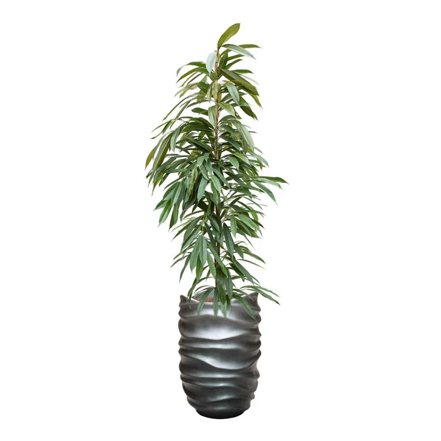 Ficus Amstel King - HydroCare - Image 8