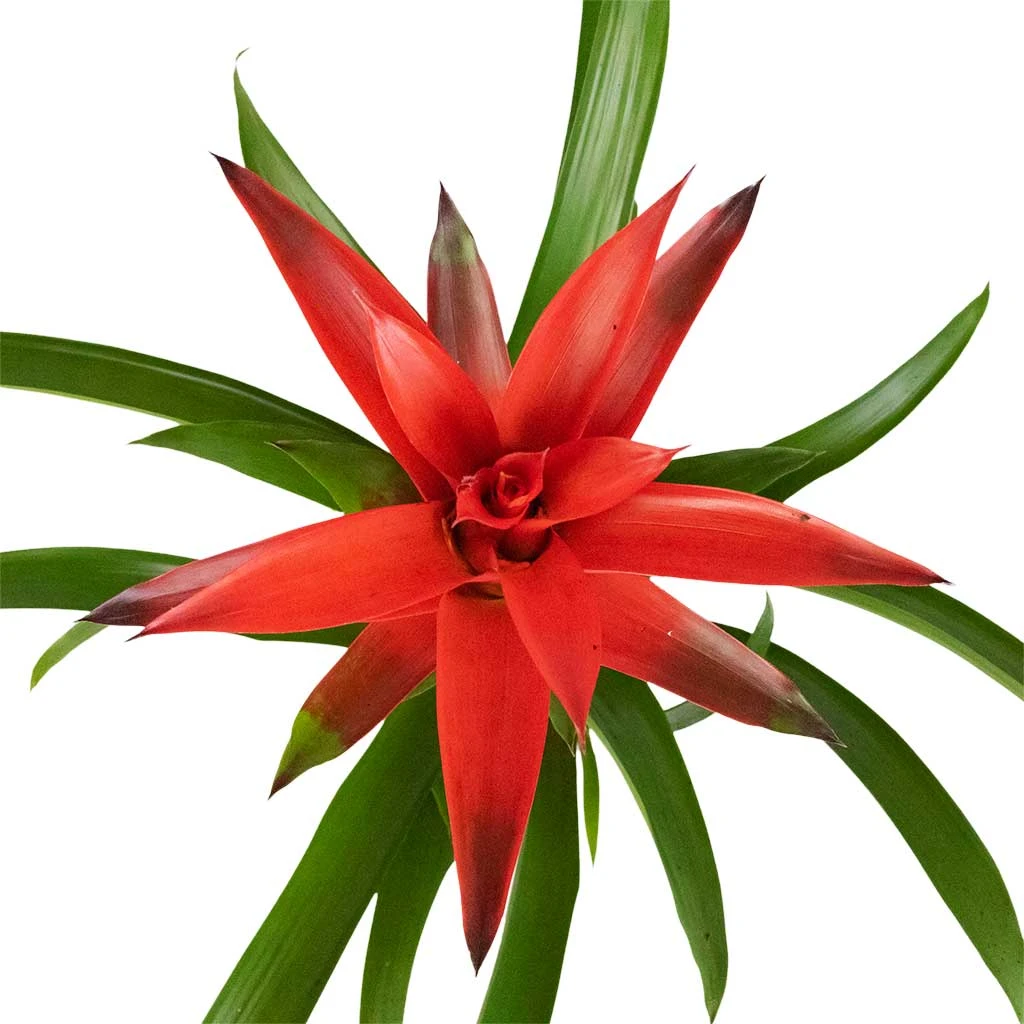 Guzmania Lingulata - Amaretto Red Bromeliad - Image 2