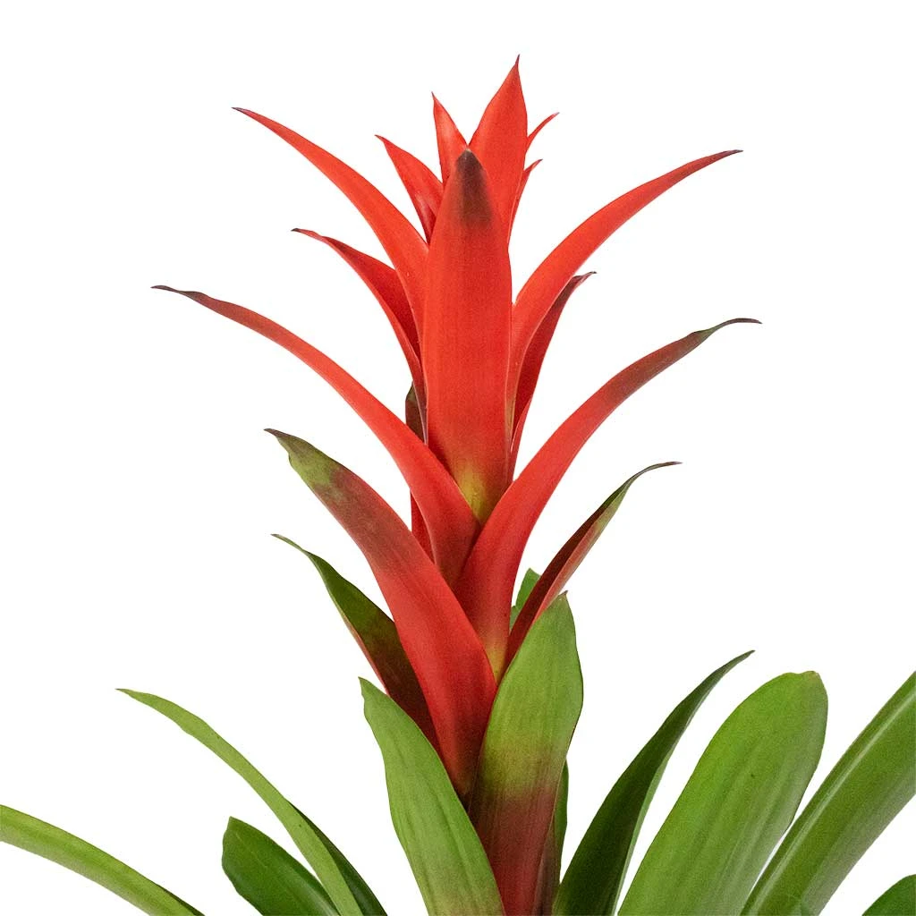 Guzmania Lingulata - Amaretto Red Bromeliad - Image 5