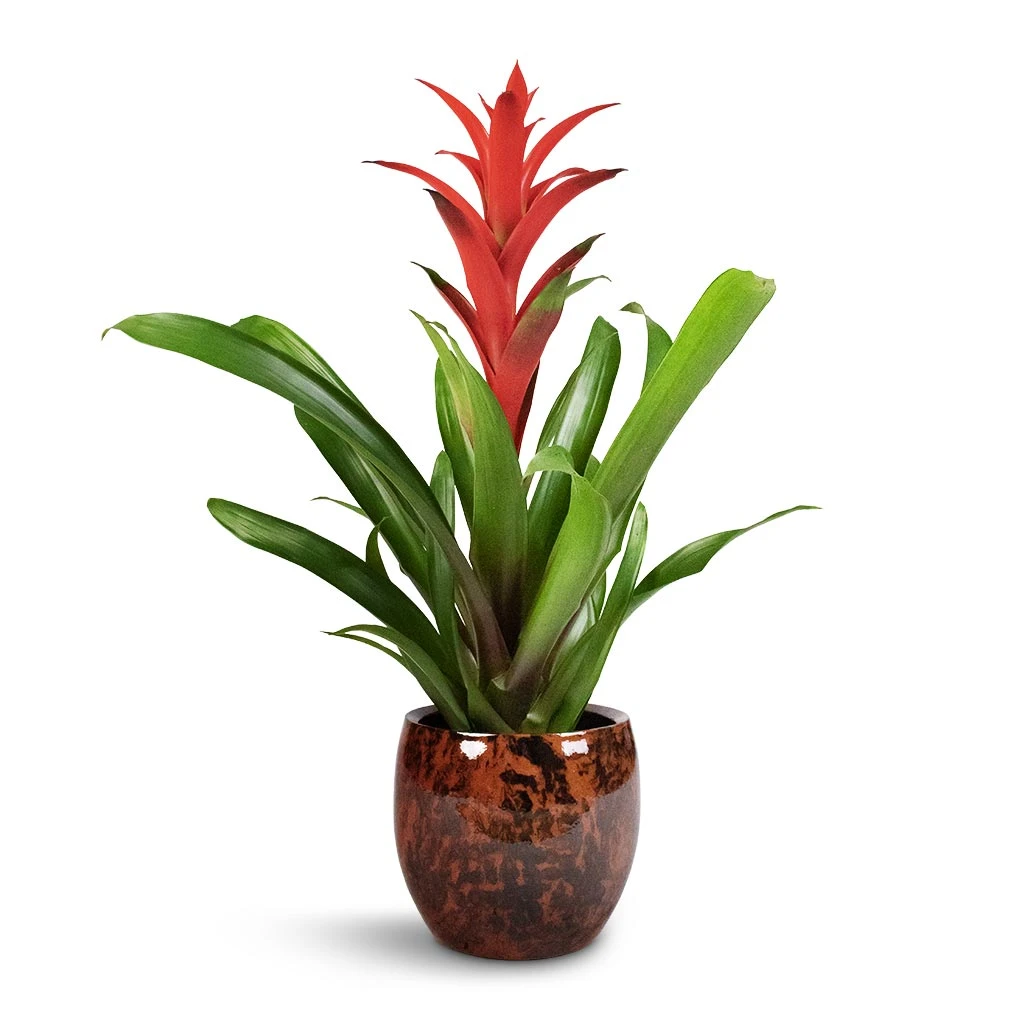 Guzmania Lingulata - Amaretto Red Bromeliad - Image 3