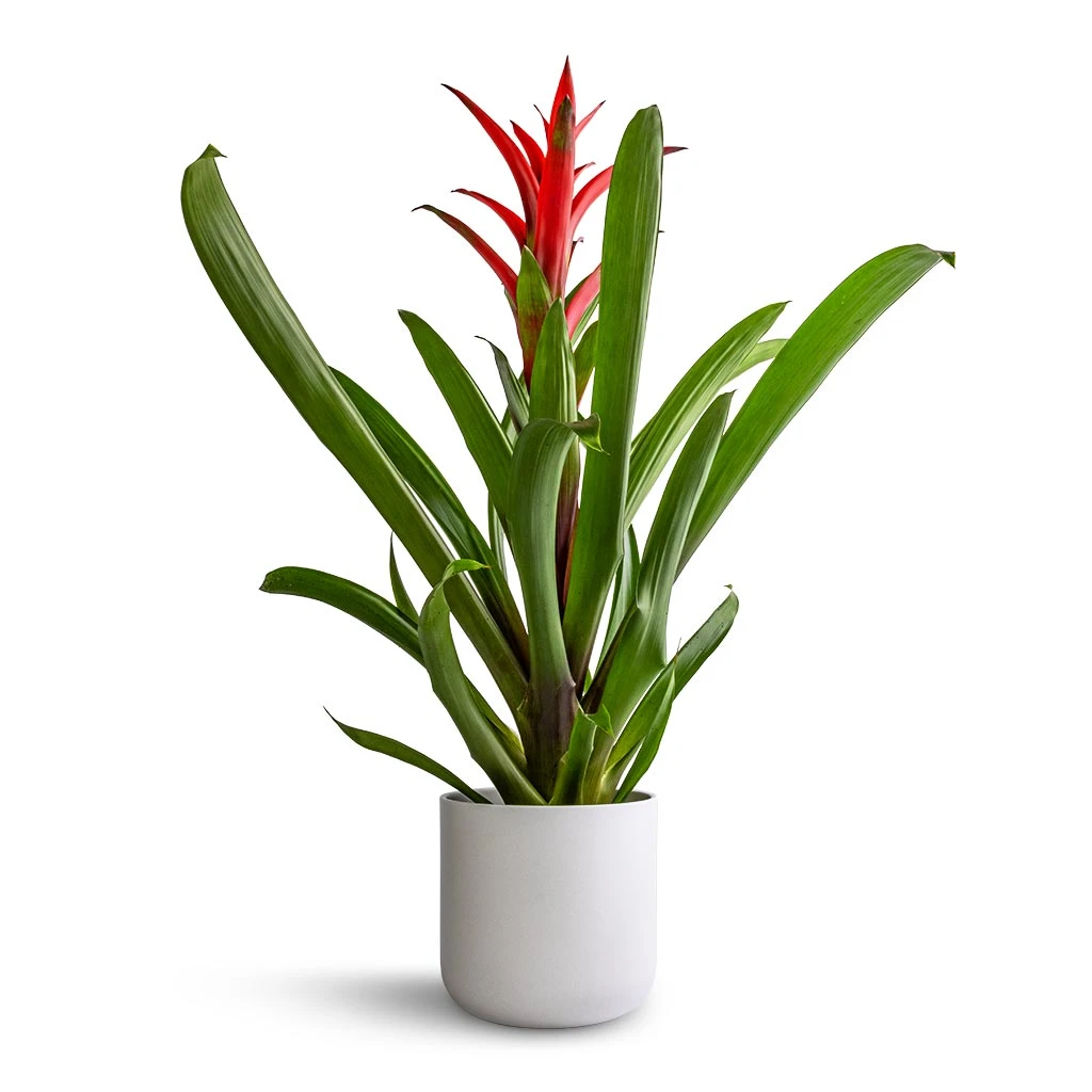 Guzmania Lingulata - Amaretto Red Bromeliad - Image 6