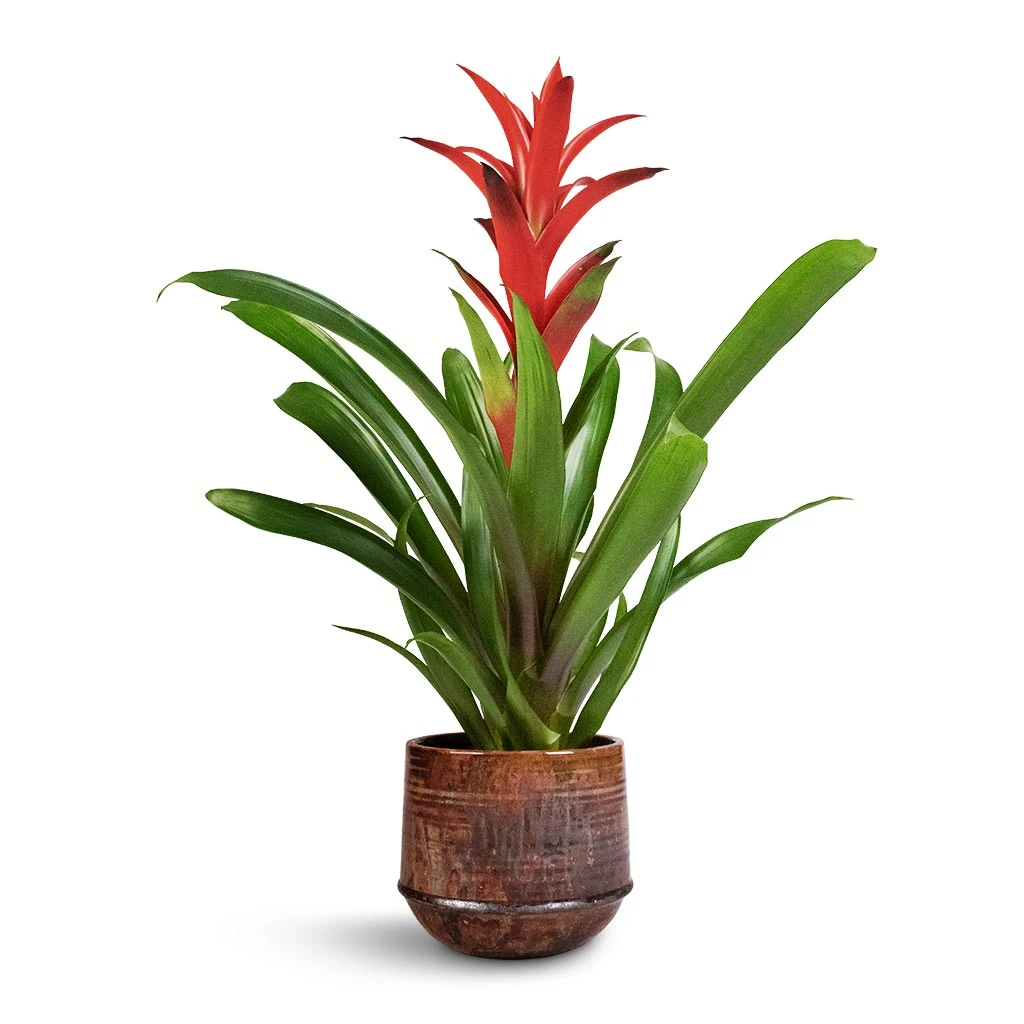 Guzmania Lingulata - Amaretto Red Bromeliad - Image 7