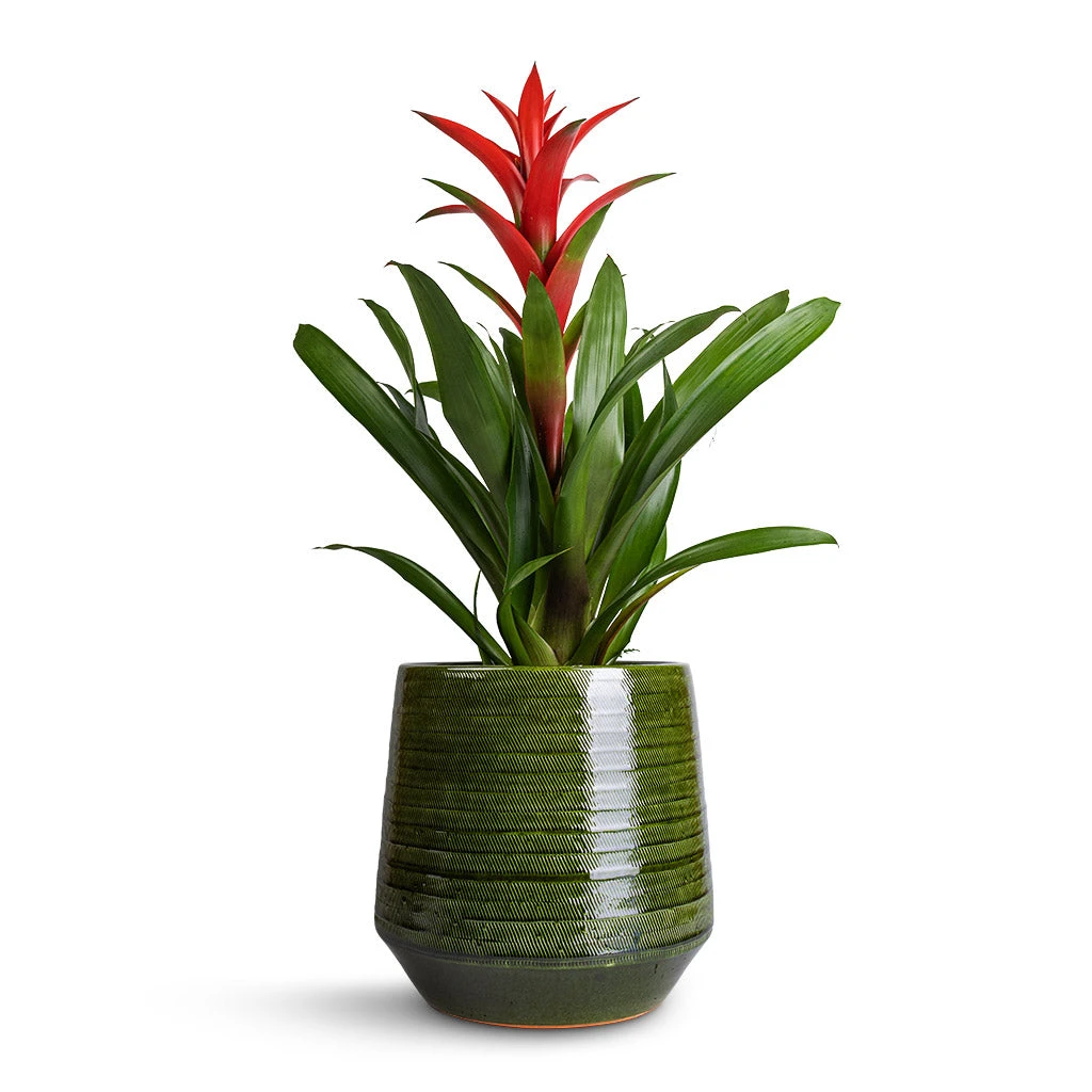 Guzmania Lingulata - Amaretto Red Bromeliad