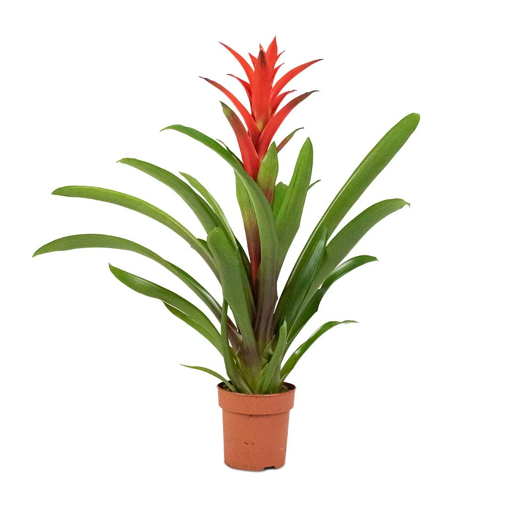 Guzmania Lingulata - Amaretto Red Bromeliad - Image 4