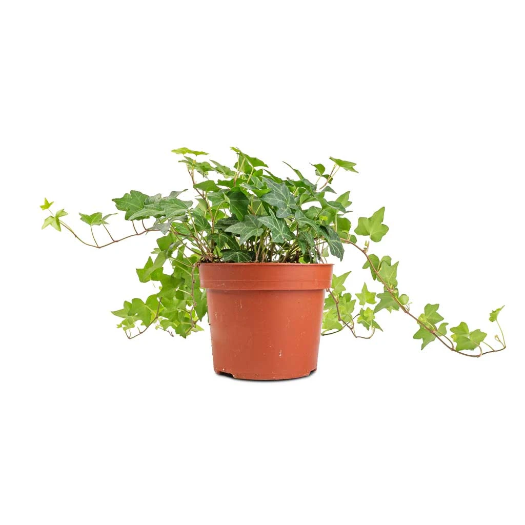 Hedera Helix Pittsburgh - English Ivy - Image 8