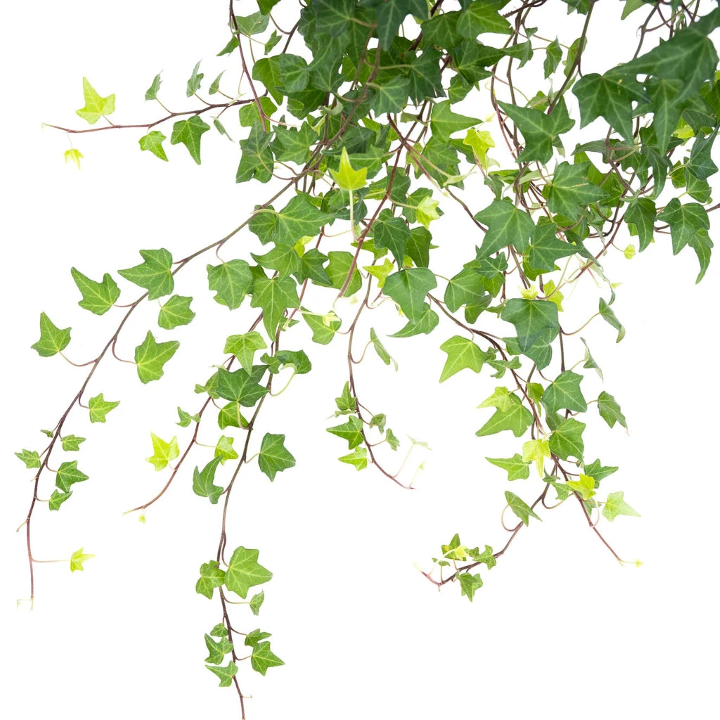 Hedera Helix Pittsburgh - English Ivy - Image 4