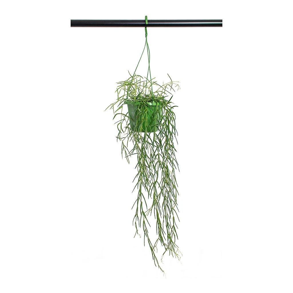 Hoya Linearis - Linear Porcelain Plant - Image 3
