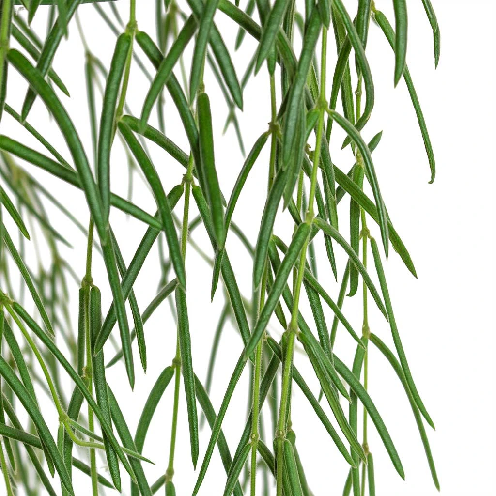 Hoya Linearis - Linear Porcelain Plant - Image 2