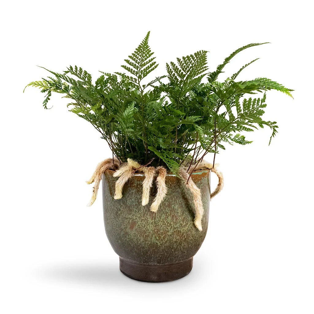 Humata Tyermannii - White Rabbit's Foot Fern