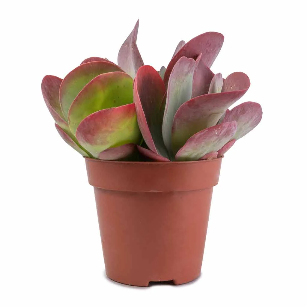 Kalanchoe Thyrsiflora - Paddle Plant - Image 3