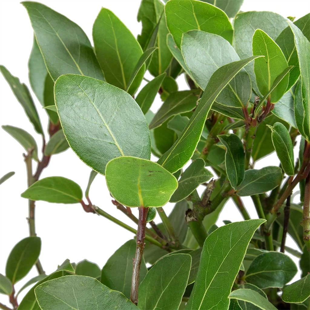 Laurus Nobilis - Bay Tree - Image 2