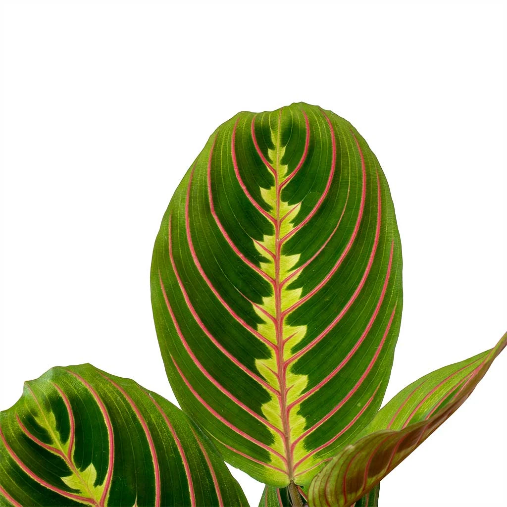 Maranta Leuconeura Var. Erythroneura - Herringbone Plant - Image 2